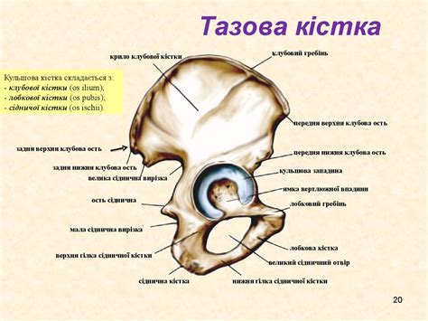 Скелет кінцівок - презентация онлайн
