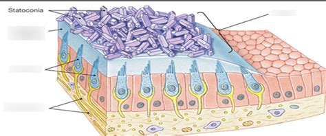 Macula Of The Vestibular System Ch 18 Diagram Quizlet