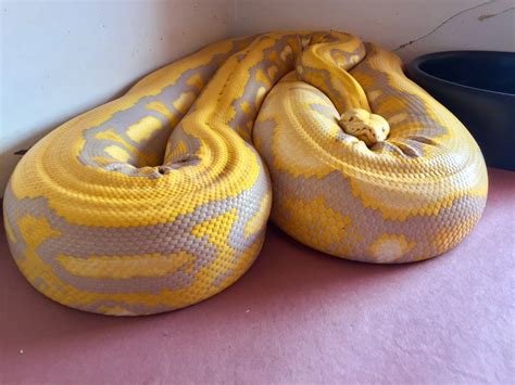 Pin By Jose Gonzales On Reticulated Pythons Reticulated Python