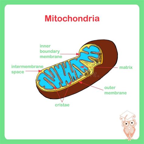 Struttura Dei Mitocondri Illustrazione Vettoriale Illustrazione Di