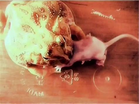 Celia Blanco Porn Videos Porn Star Sex Scenes XHamster