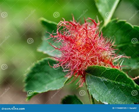 Rose Gall Close Up Stock Image Image Of Robins Rosae 119488105