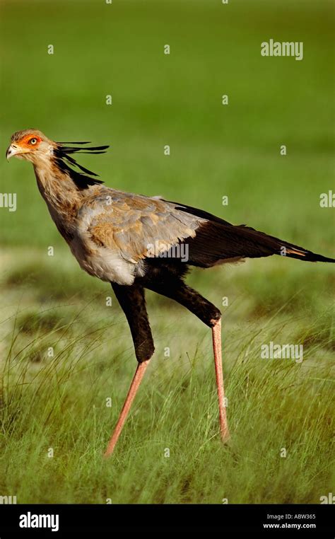 Secretary Bird Sagittarius Serpentarius Hunting By Walking Through