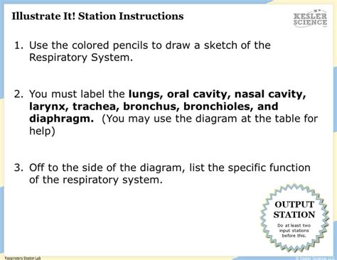 Respiratory System Lesson Plan A Complete 5e Method Science Unit