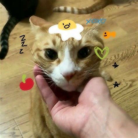 Minho S Cats Kittens Soonie Doongie Dori Meme Chat Cat Icon Cute