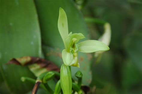 The 1000 Orchids Of Madagascar MADAMAGAZINE