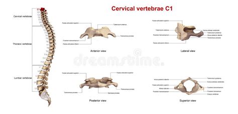 Vertebre cervicali C1 illustrazione di stock. Illustrazione di ossa ...