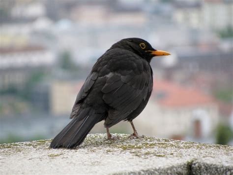 Thrush black bird 214429 photos free download