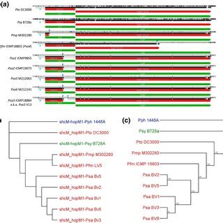 Strains From The Pseudomonas Syringae Pv Actinidiae ICMP 18884 Biovar