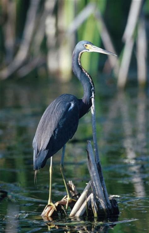 Tricolored Heron - Egretta tricolor | Wildlife Journal Junior