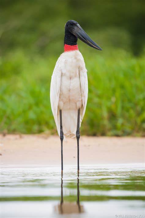 Jabiru | Will Burrard-Lucas