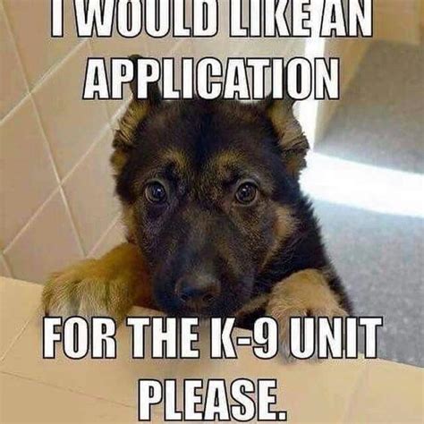 8 Funny Working Dog Memes That'll Make You Wag Your Tail | Military.com