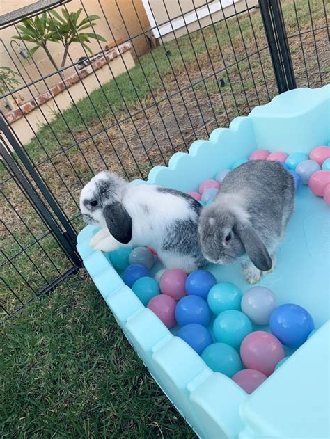 Holland Lop Bunnies Playing In Ball Pit