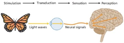 Perception Part 2 Flashcards | Quizlet