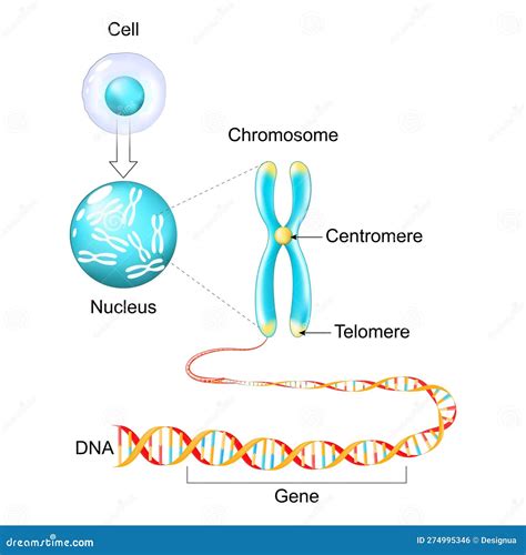 Estrutura Celular Material Gen Tico De Gene Para Dna E Cromossoma