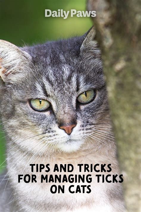 Ticks on cats – Artofit