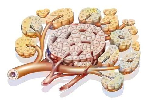 Diabetes: TXNIP involved in increased secretion of glucagon from pancreatic alpha cells - News | UAB