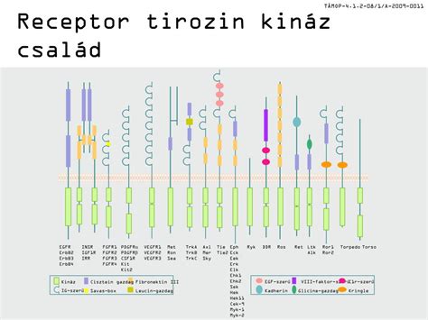 PPT Enzim kötött receptorok PowerPoint Presentation free download