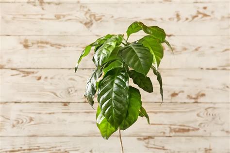 How to Grow a Beautiful Coffee Plant Indoors