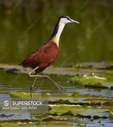 African Jacana Actophilornis Africanus Walking On Floating Lily Pads