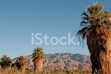Desert Oasis Near Palm Springs California Stock Photo Royalty Free