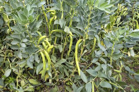 Fava to Play Key Role in the Protein Transition as Global Ingredient ...