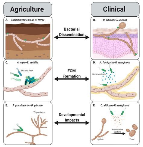 Jof Free Full Text Lets Get Physical Bacterial Fungal Interactions And Their Consequences