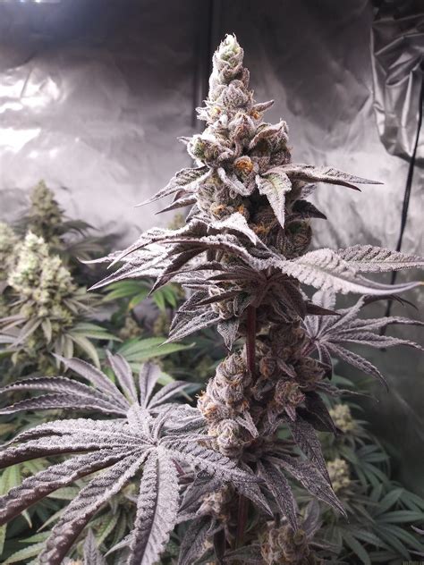 Tropical Runtz De Exotic Genetix Info De Variedad