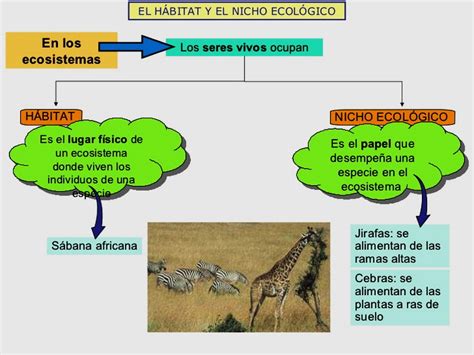 Ciencias Integradas Nicho Ecol Gico Y H Bitat