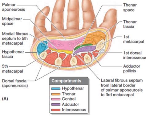 A Palmar Hand Flashcards Quizlet