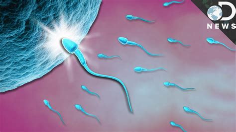 What Exactly Happens When Sperm Meets Egg Youtube