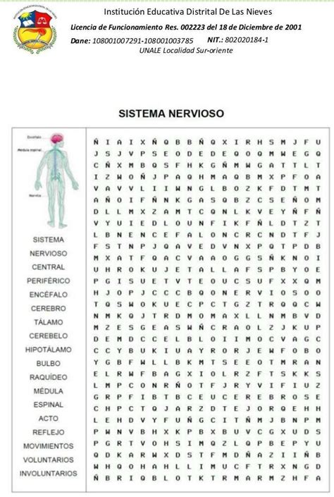 Resolver La Sopa De Letra Del Sistema Nervioso Brainly Lat