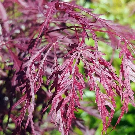 Acer Palmatum Ssp Matsumurae Inaba Shidare Dry Seed Common Bonsai