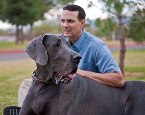 E Morto Giant George Il Cane Pi Alto Del Mondo Foto