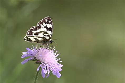 Schachbrettfaltera Motyl Kwiat Darmowe zdjęcie na Pixabay Pixabay