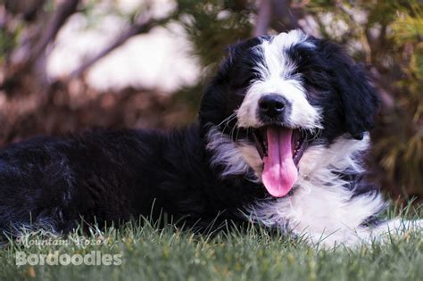 Bordoodle Breed Information, Characteristics & Heath Problems | DogZone.com