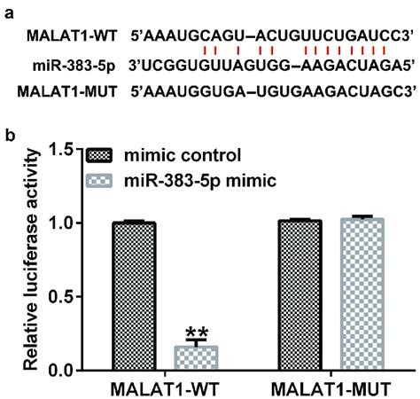 Binding Of Long Non Coding RNA LncRNA MALAT1 With MicroRNA