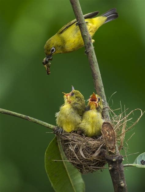 birds of a feather | Pet birds, Pretty birds, Beautiful birds