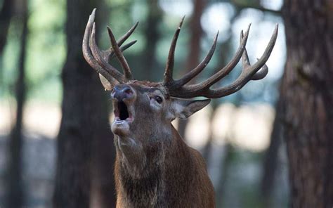 Le Brame Du Cerf For T De La Coubre