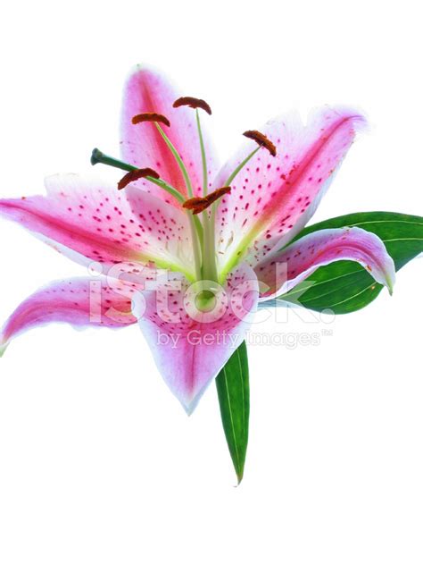 Pink Tiger Lily Stock Photos - FreeImages.com