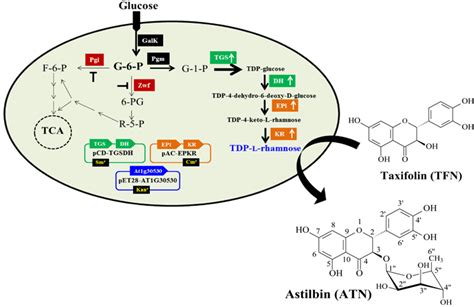 Schematic Representation Of E Coli Cell Factory Biotransformation