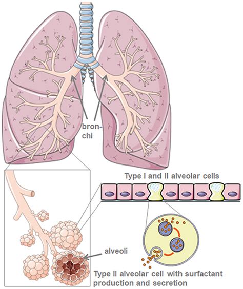 Frontiers Lung Surfactant For Pulmonary Barrier Restoration In