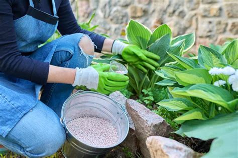 Benefits Of 15 15 15 Fertilizer In Your Garden How To Use And When To Apply Guide