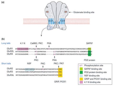 Amino Acid Residues Of Long And Short Tailed Ampa Receptor Subunits