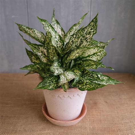 Aglaonema Spring Snow Houseplant In Lexington Ky Michlers