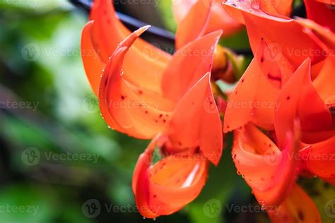 Red Jade Vine Flower Closeup With Water Droplets After The Rain
