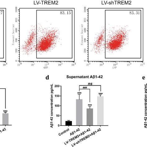 Trem2 Promoted Phagocytosis Of Aβ1 42 By Bv 2 Cells And Increased Cell