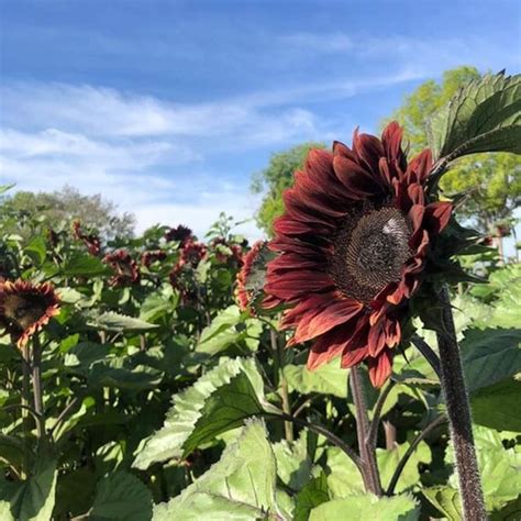 Top 56 Imagen Red Girasol Mexico Abzlocal Mx