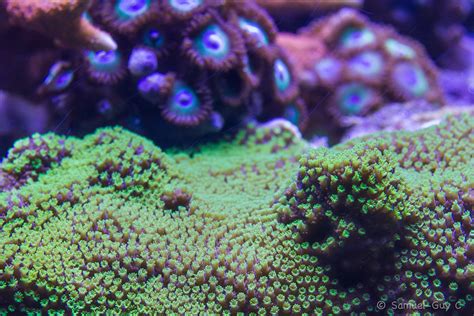 Montipora Hoffmeisteri Samy Photographies Flickr