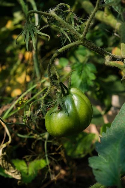 Premium Photo Ripening Green Tomatoes Hanging On Twigs On A Summer